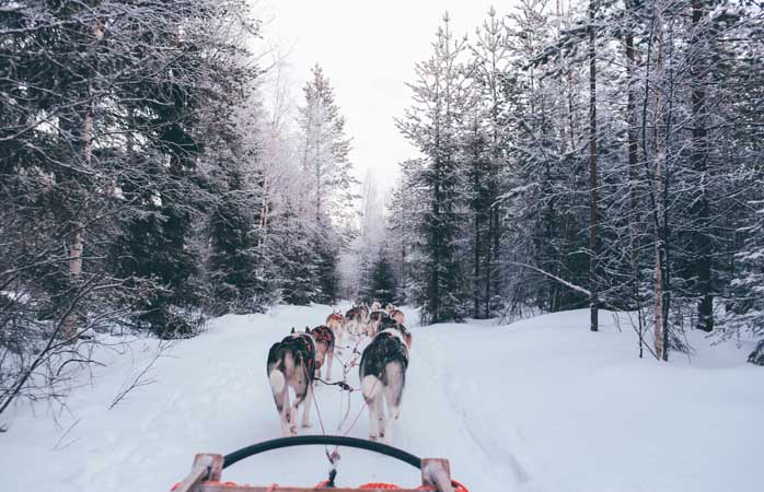 Gliding all the way on a husky-drawn sleigh in Finnish Lapland