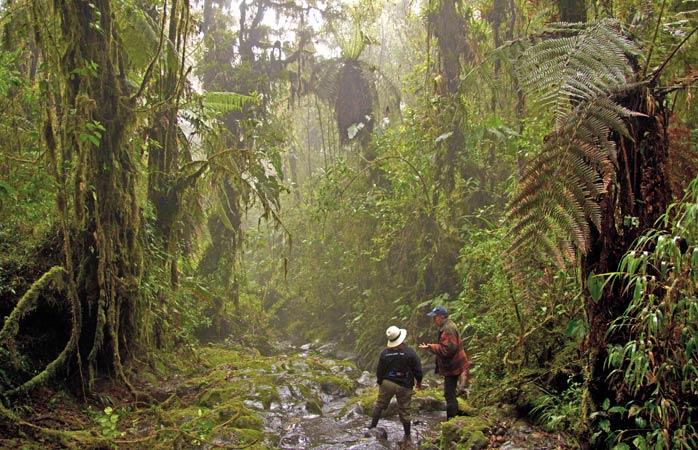 Explore the mystical Bomboli Cloud Forest to the sound of Oswaldo's anecdotes
