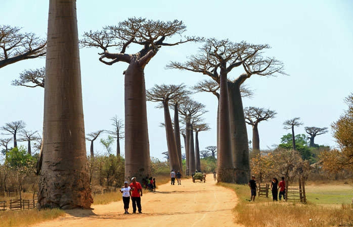 Hug a baobab on the Avenue of the Baobabs in Morondova