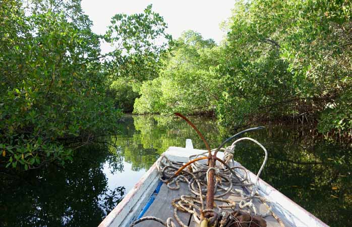 A pirogue ride to discover the fauna hiding in the mangroves on the Saloum Delta