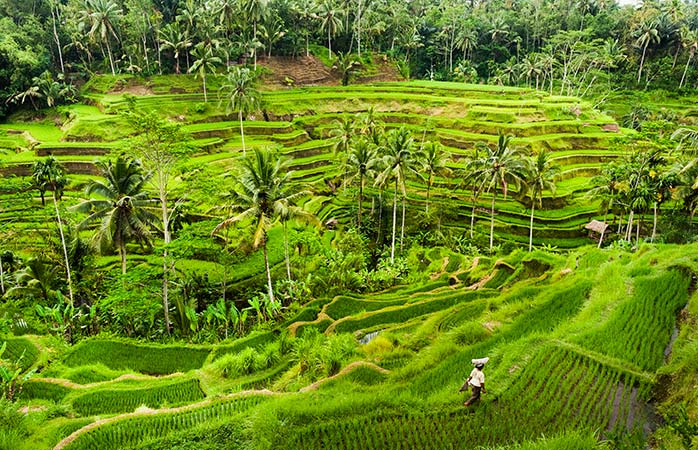 bali-rice-terraces-best-of-bali-local-bali