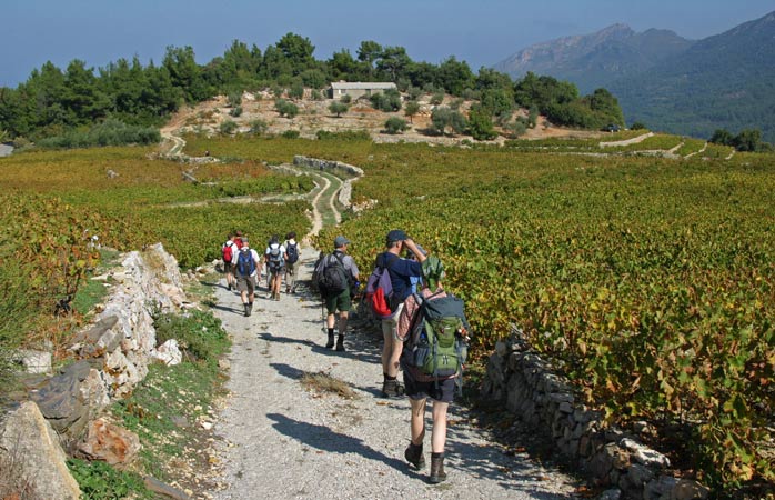 Precious Muscat vines stretching across Samos island