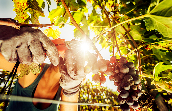 Autumn is harvest time in Tuscany