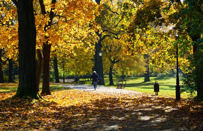 A stroll through autumn leaves in Lodz