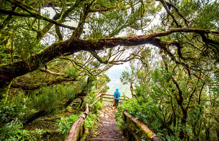 Spend a day walking through the rainforest of Garajonay National Park