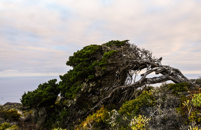 One of the many wind-bent juniper trees on El Hierro