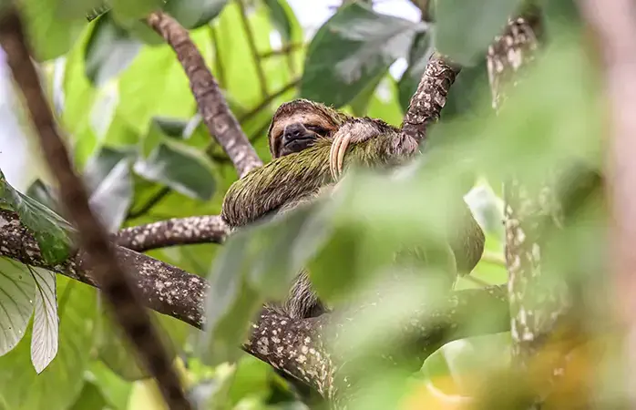 sloth three toe juvenile playful in tree manuel antonio national park costa rica, central america in tropical jungle; Shutterstock ID 1584065833; Purpose: Eco friendly destinations; Brand (KAYAK, Momondo, Any): momondo