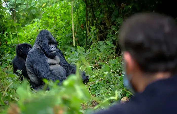 Encounter of tourist and mountain gorilla in African jungle.; Shutterstock ID 573115543; Purpose: Eco friendly destinations; Brand (KAYAK, Momondo, Any): momondo
